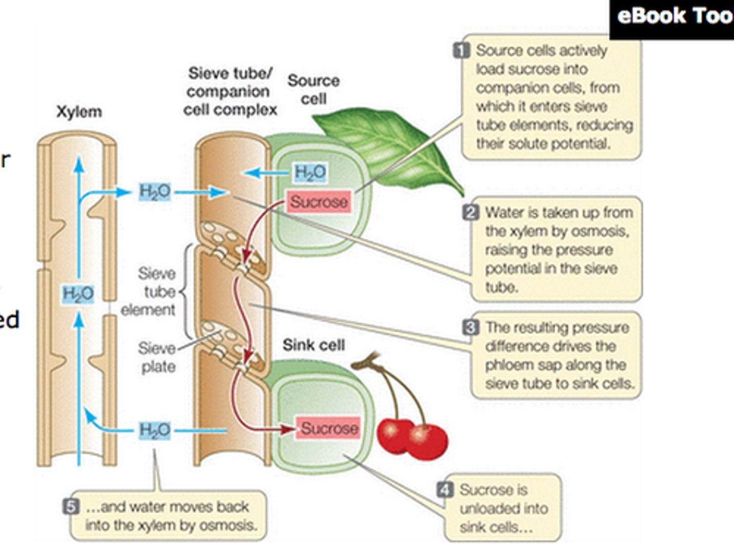 <p>Plants transport organic molecules from source to sink</p><p>• Source: Photosynthetic tissues (e.g. leaves)</p><p>• Sink: Storage organs (e.g.fruits, seeds, roots)</p><p>Organic molecules are transported via vessels called phloem</p><p>• Organic molecules are loaded and unloaded into the</p><p>phloem by companion cells at the source and sink</p><p>The active loading of solutes at the source creates high solute concentrations within the viscous phloem fluid (sap)</p><p>• Water is drawn into the phloem from the xylem (osmosis)</p><p>The incompressibility of water causes the sap volume to be increased, creating a pressure gradient (i.e. mass flow)</p><p>• Mass flow drives sap along the phloem (source to sink)</p><p>Organic molecules are actively unloaded at the sink, which lowers solute concentrations (and water returns to the xylem)</p><p>•Loss of water lowers the hydrostatic pressure at the sink, maintaining the pressure gradient (and mass flow)</p><p>Carbohydrates are usually transported in the phloem as sucrose, but are typically stored within the sink as starch</p>