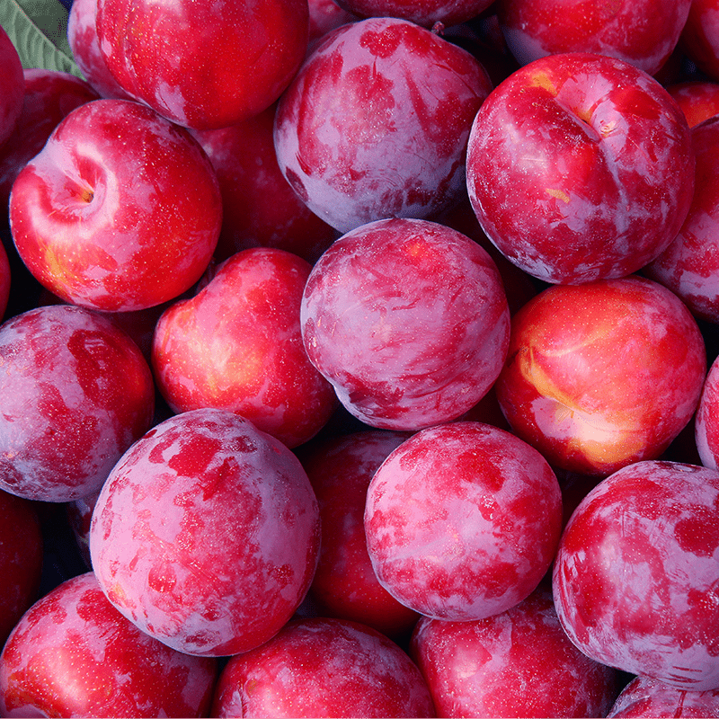 <p>Plum</p>