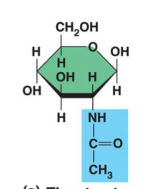 <p>Add nitrogen containing group to C2</p><p>Structure support - exoskeleton of insects,</p><p>crabs, lobsters, fungi cell wall</p><p>Also used in medicine: contact lenses,</p><p>surgical thread</p>