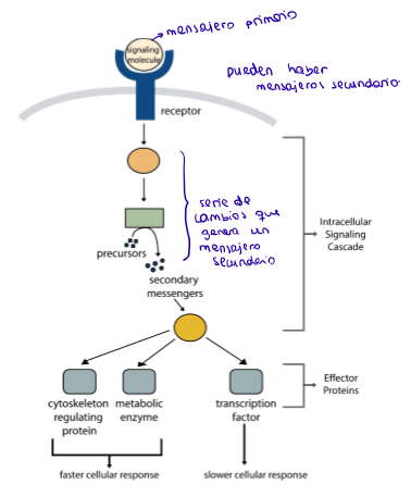 <ol><li><p>Primario</p></li><li><p>Secundario</p></li></ol><p></p>