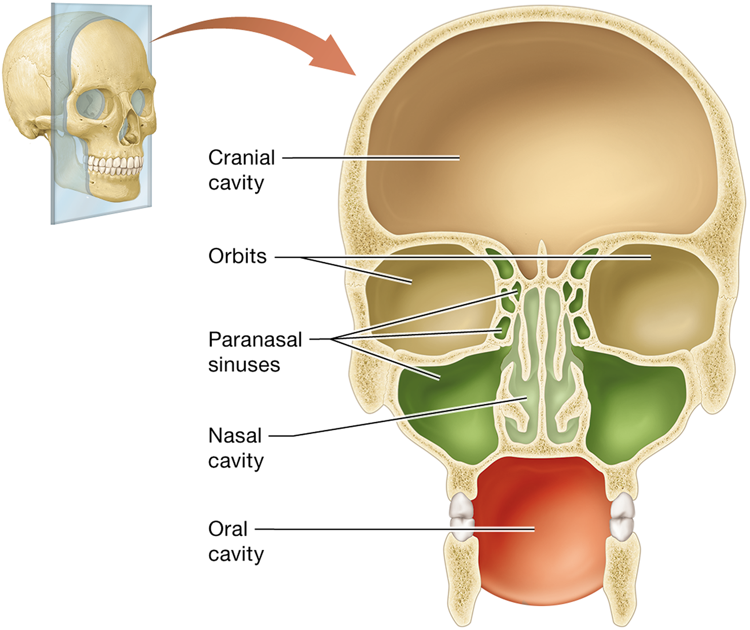 <p><strong>frontal, ethmoid, sphenoid</strong>, and <strong>maxillary bones </strong></p><p><strong>"Four Empty Spaces Make </strong>Sinuses"</p>