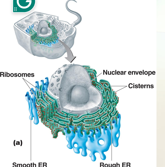 <p>Endoplasmic Reticulum </p>