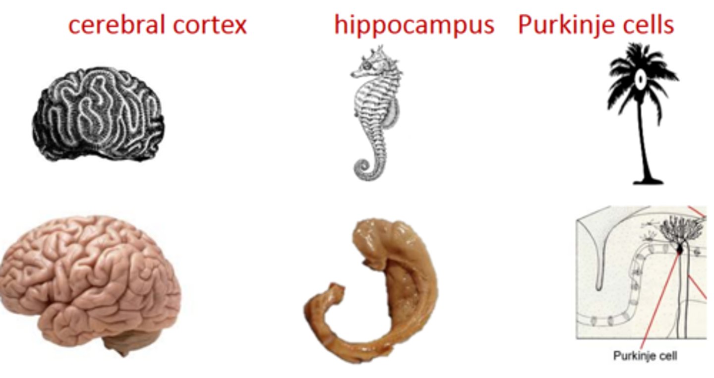 <p>Cerebral cortex,</p><p>Hippocampus, and</p><p>Purkinje cells</p>