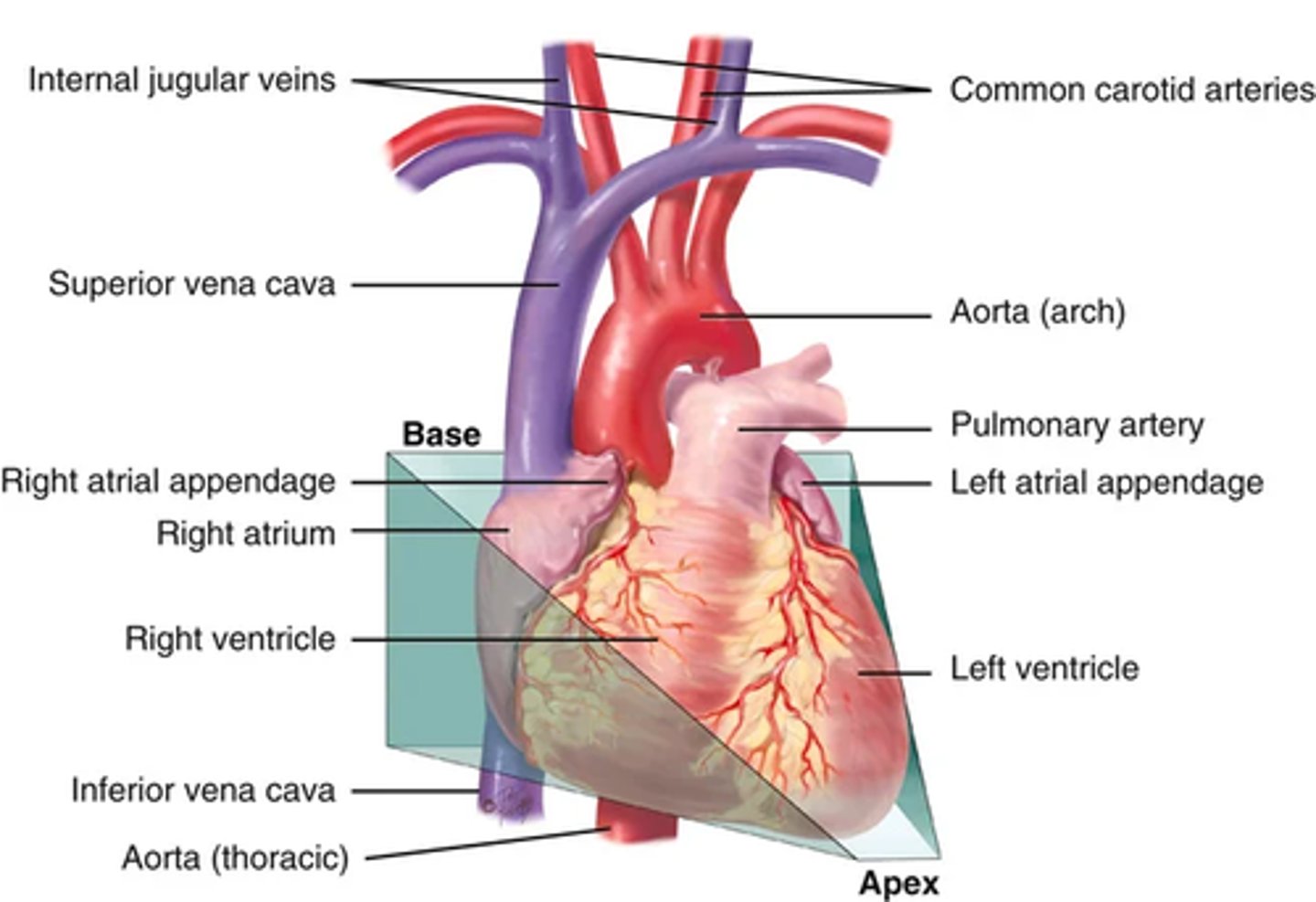 <p>Heart wall layers :</p><p>pericardium -> tough, fibrous, double-walled sac that surrounds and protects the heart</p><p>(2 layers; with few mm of pericardial fluid in-between for friction free movement of heart muscles )</p><p>Pericardium is adherent to great vessels, esophagus, sternum, and pleurae (anchored to diaphragm)</p><p>Myocardium -> muscular wall of the heart that does the pumping</p><p>endocardium -> thin layer of endothelial tissue that lines the inner surface of the heart layers and valves</p><p>heart is actually 2 pumps with 2 sides separated by the septum; each having an atrium and a ventricle</p><p>(atrium is thinner walled and holds blood while the ventricles are thicker and pump blood)</p>