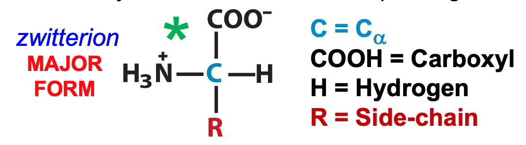 contain both acidic and basic groups and therefore form zwitterion

in between more and less protonated forms