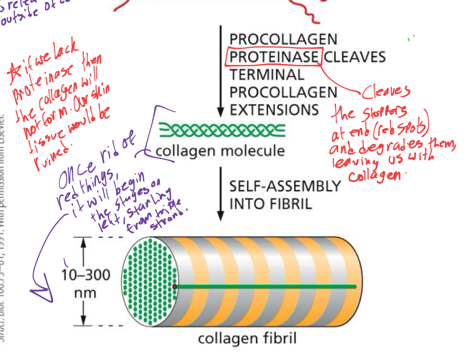 <p>the collagen would continue to form into a collagen fibril</p><ul><li><p>if we didnt have proteinase then the collagen would not form and our skin tissue and other things like bones would be ruined. </p></li></ul><p></p>