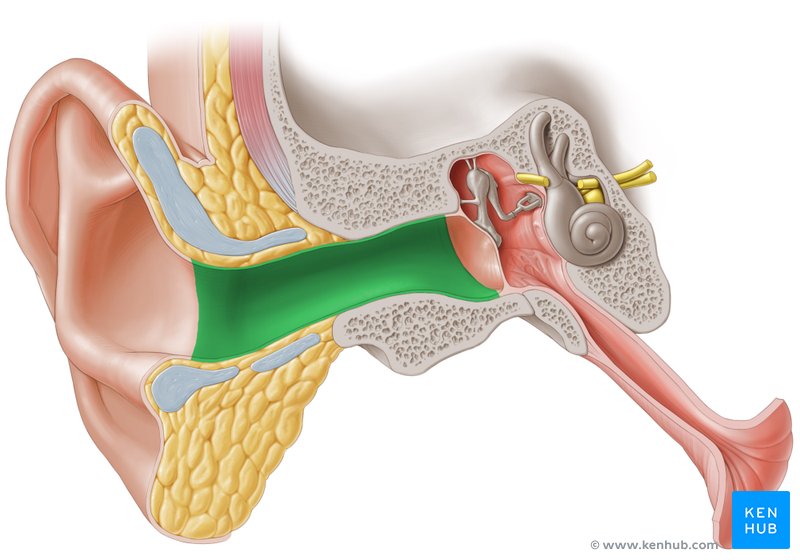 <p>The <strong><em></strong></em>__ is the tube that carries sound waves from the auricle to the eardrum (tympanic membrane).</p>