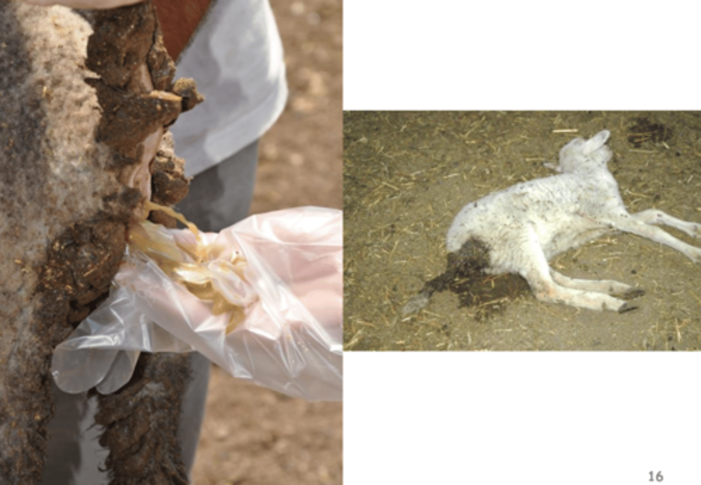 <p>1. acción mecánica:</p><p>- destrucción de células epiteliales del intestino → diarrea</p><p>2. acción expoliadora:</p><p>- ↓ reabsorción de Na+, K+, Cl-, HCO3-, agua → deshidratación</p><p>- pérdida de sangre</p>