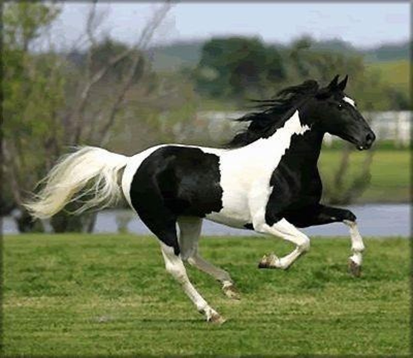 <p>A horse with a mixture of white and colored areas on its body.</p>