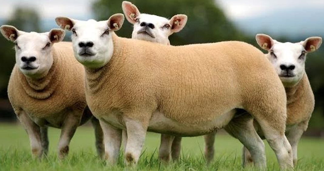 <p>What is the Name and Category of this sheep?</p>