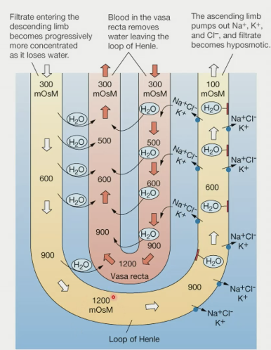 \- distribute osmolarity so ascending limb affects filtrate in descending limb

\- delivers blood to renal medulla without “rinsing out” the osmotic gradient (blood flow goes down from cortex and back up to cortex normalizing concentration)