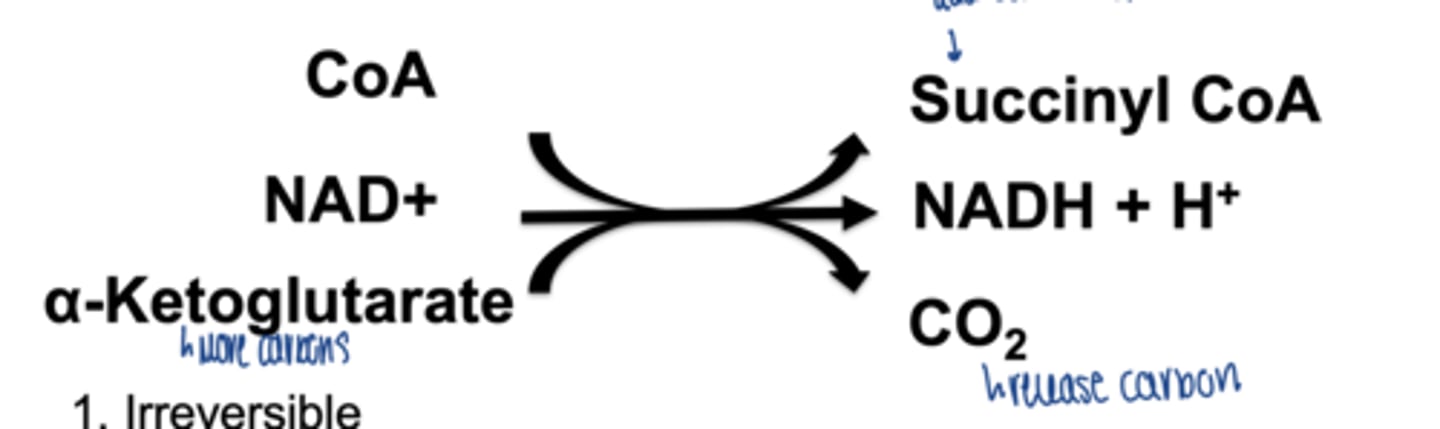 <p>α:</p><p>- not regulated by phosphorylation</p><p>- regulated by Ca²⁺ (secondary messenger)</p>