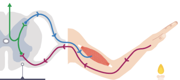 <p><span>neural pathway that controls reflexes, which are rapid, automatic, and involuntary responses to stimuli</span></p>