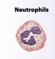 <p>What is the function of neutrophils?</p>