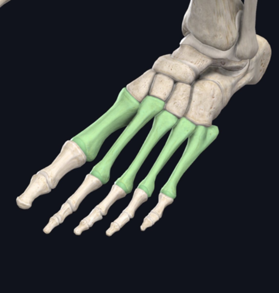 <p>In the previous image, the bones indicated in green are:</p><p>Axial</p><p>Appendicular</p>