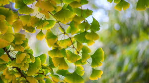 <p><span>Ginkgo biloba / Ginkgo, Maidenhair Tree</span></p>