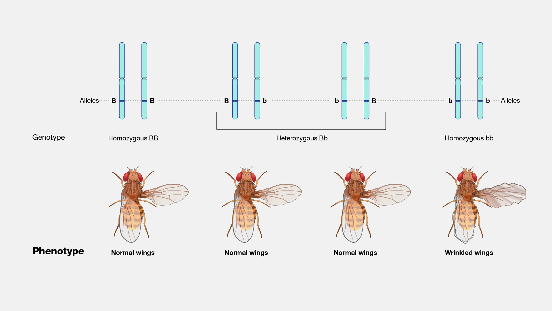 <p>A set of alleles possessed by an organism.</p>