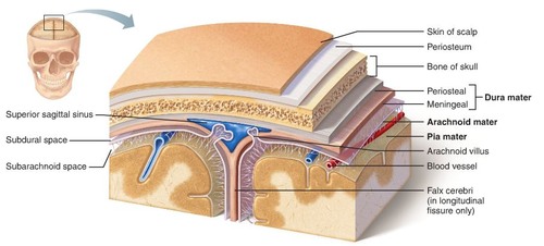 <p>Thick/tough leathery sponge beneath the skull</p>