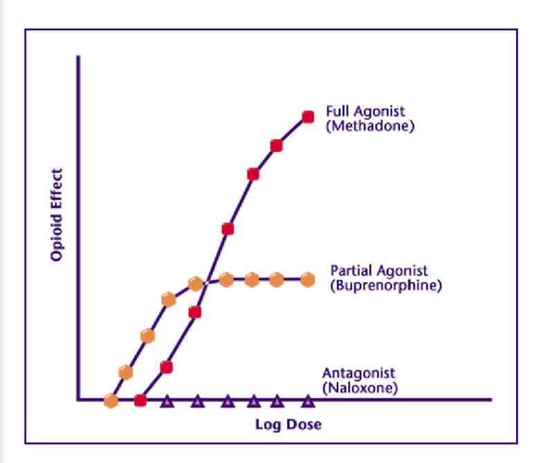 <p>competitive antagonist and blocks the effects of both agonists and partial agonists</p>