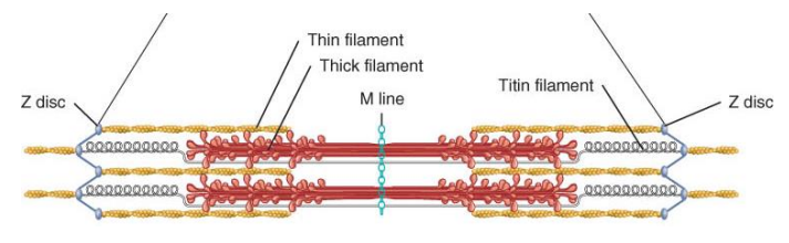 <p>Actin &amp; myosin</p>