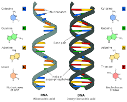 Which of the following conclusions is most clearly supported by the representations of nucleic acid #1 and nucleic acid #2
