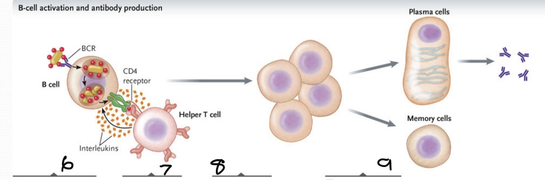 <p>What occurs at 6?</p>