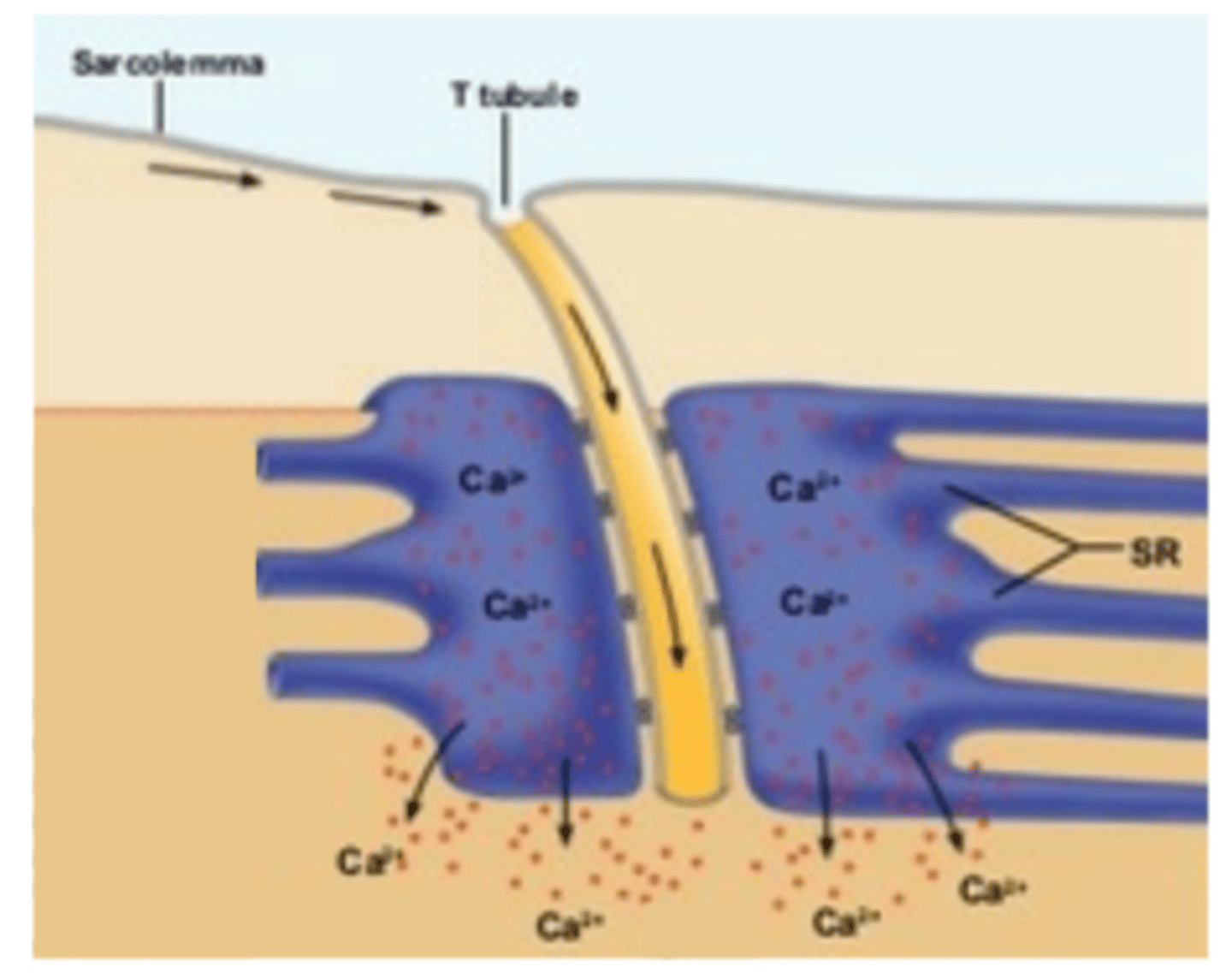 <p>- The electrical signal in T-tubules trigger the release of Ca²⁺ form the sarcoplasmic reticulum</p><p>- Ca²⁺ move by facilitated diffusion out of the sarcoplasmic reticulum and onto the myofibril (it acts as an intracellular signalling molecule to trigger contraction)</p>