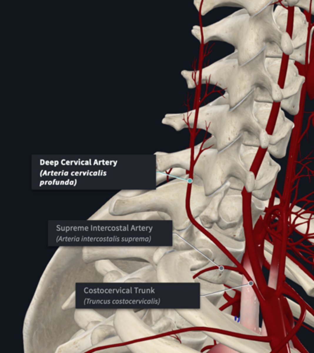 <p>what are the branches of the Costocervical trunk? (2) What do they supply?</p>