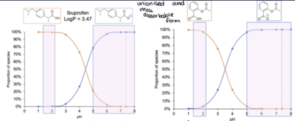 <ul><li><p>Ibuprofen is un-ionized, therefore more absorbable, in the fasted (empty) stomach - however, its solubility is poor. </p></li><li><p> Aspirin is un-ionized in the stomach and is more soluble so is absorbed there. </p></li><li><p> Many drugs are absorbed well in the stomach, but the adaptations of the small intestine mean most absorption occurs there.</p></li></ul><p></p>