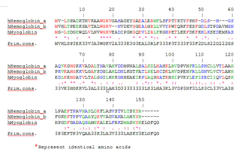 <ul><li><p>Found in our red blood cells</p></li><li><p>Structurally (homologue) related to myoglobin</p></li><li><p>But only 18% of residues are identical in myoglobin and in the alpha or beta subunits of hemoglobin</p></li><li><p>Functions for O<sub>2</sub> transport</p></li></ul><p></p>
