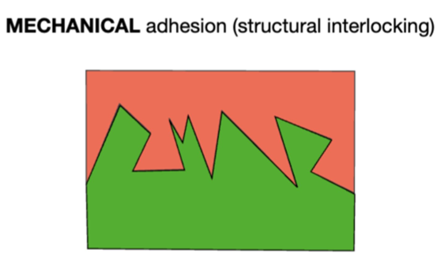 <p>mechanical adhesion</p>
