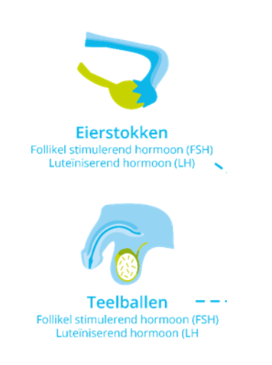 <p><strong>De geslachtsklierstimulerende hormonen (LH) (FSH)</strong></p><p><strong>luteïniserend hormoon (LH)</strong></p><p><strong>follikelstimulerend hormoon (FSH)</strong></p><ul><li><p>LH en FSH zetten de<strong> geslachtsklieren aan tot het produceren van geslachtshormonen</strong> en ze <strong>reguleren de vruchtbaarheid en voortplanting.</strong></p><p></p></li><li><p><span data-name="point_right" data-type="emoji">👉</span><strong>Vrouw: </strong>reguleren <strong>afgifte van oestradio</strong>l (<strong>oestrogeen</strong>) en <strong>progesteron.</strong></p><ul><li><p>Deze hormonen stimuleren de <strong>eierstokken </strong>tot het <strong>aanmaken van eicellen</strong>. </p></li><li><p>LH en FSH zijn ook belangrijk voor de <strong>menstruatiecyclus</strong>.&nbsp;</p></li></ul></li><li><p><span data-name="point_right" data-type="emoji">👉</span><strong>Man:</strong> gaan deze hormonen naar de <strong>teelballen</strong>. </p><ul><li><p>Hier stimuleert<strong> LH de productie</strong> van het mannelijk hormoon <strong>testosteron</strong>.</p></li><li><p><strong>FSH </strong>is belangrijk voor de <strong>productie van zaadcellen.</strong></p></li></ul></li></ul><p></p>