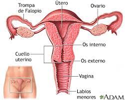 el ______ es el sitio de implantacion del ovulo fecundado

\
