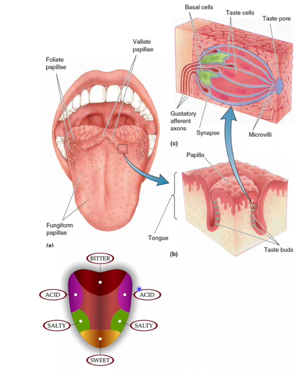<p>Where does taste detection primarily occur?</p>