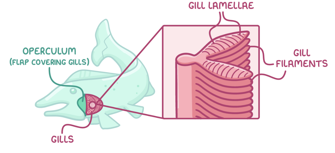<p><span>Gills allow bony fish to efficiently take up oxygen from water and to remove carbon dioxide.</span></p>