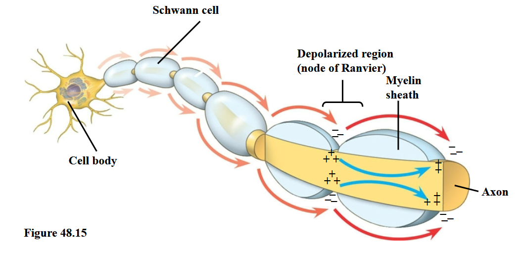 <p>…<span>the nodes of Ranvier in a process called saltatory conduction.</span></p>