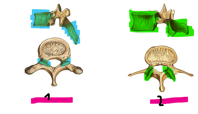 <p>Brustwirbelsäule - Lendenwirbelsäule</p>