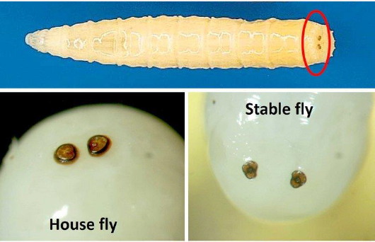 <p>Larval forms of Cyclorrhapha: What is the name of the circled part, and the specific names for Muscids, Oestrids</p>