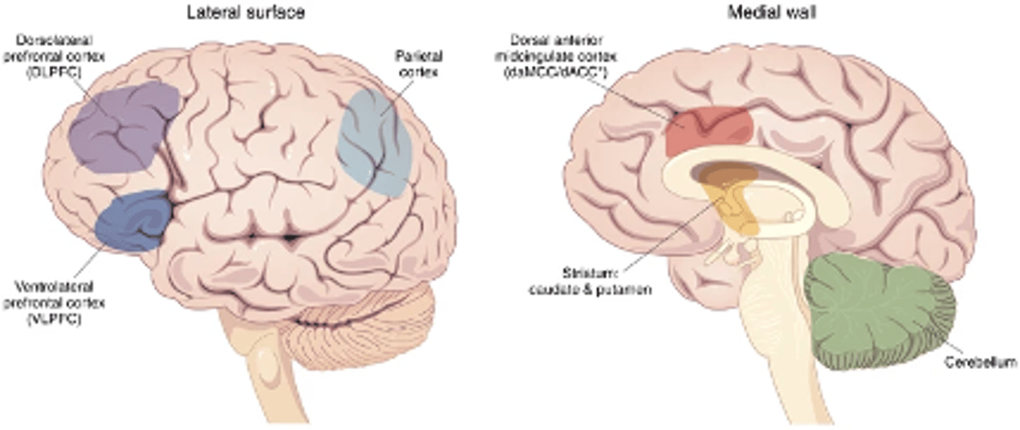 <p>not fully understood</p><p>•Cognitive/functional deficits that relate to diffuse abnormalities in the brain</p><p>•Deficits in anterior cingulate gyrus</p><p>•Motor control, attention, decision-making, and social cognition</p><p>•Deficits in dorsolateral prefrontal cortex (DLFPC)</p><p>•Planning, working memory, and executive functions</p><p>•Reduced activity in frontostriatal region</p><p>•Attention, cognitive control, and executive function</p><p>It is thought that these changes account for the deficits in goal-directed behavior</p>