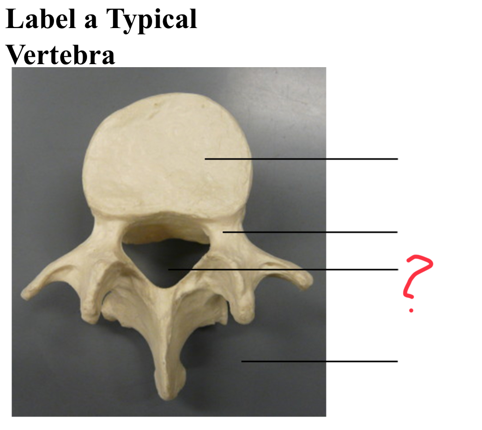 <p>Vertebral foramen</p>