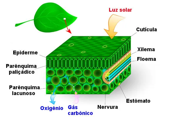 * originado a partir da protoderme
* tecido de revestimento que protege as partes mais novas da planta
  * formada por células vivas
  * uniestratificada - apenas uma camada de células
  * células justapostas
  * achatadas
  * aclorofiladas
  * cutinizadas - possuem uma camada de cutina
    * lipídio, impermeável (evita a perda de água), parte brilhante da folha
* pode sofrer modificações e dar origem a anexos
* flores, folhas, frutos, sementes, caules e raízes
* absorção