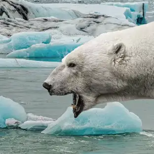 <p>In what environment can you find polar bears</p>