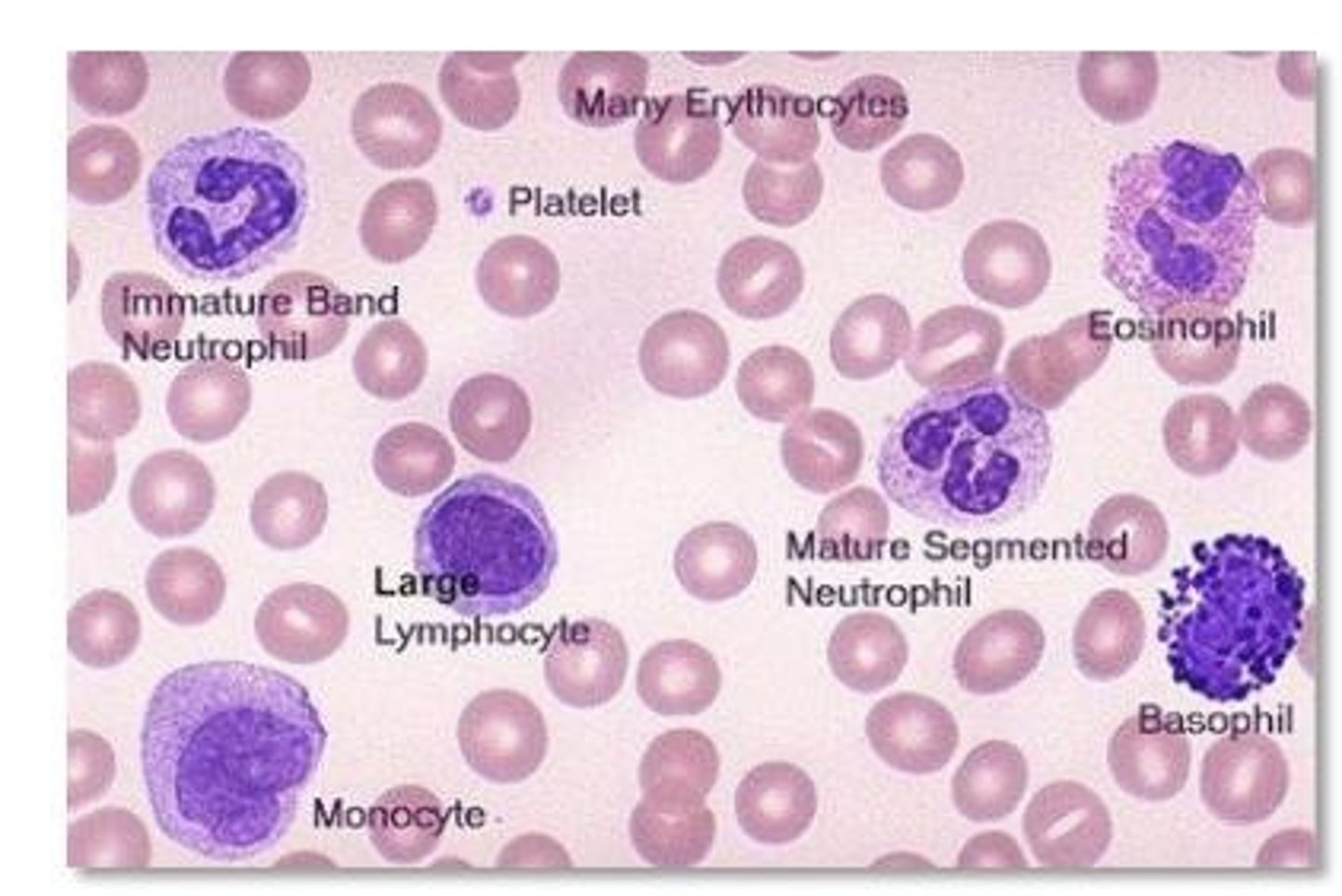 <p>Red blood cells responsible for oxygen transport.</p>