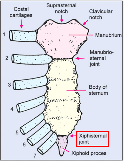 <p><span>It is demarcated by a transverse ridge and serves as an attachment for rib 7 costal cartilage</span></p>