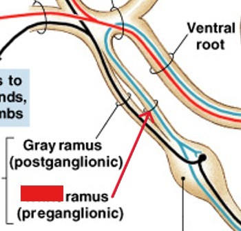 <p>Which ramus of spinal nerves:</p><ul><li><p>The first branch from the spinal nerve</p><ul><li><p>Carries visceral motor fibers to sympathetic ganglion of autonomic nervous system</p></li></ul></li><li><p>Preganglionic branch</p></li><li><p>Myelinated axons</p></li></ul><p></p>