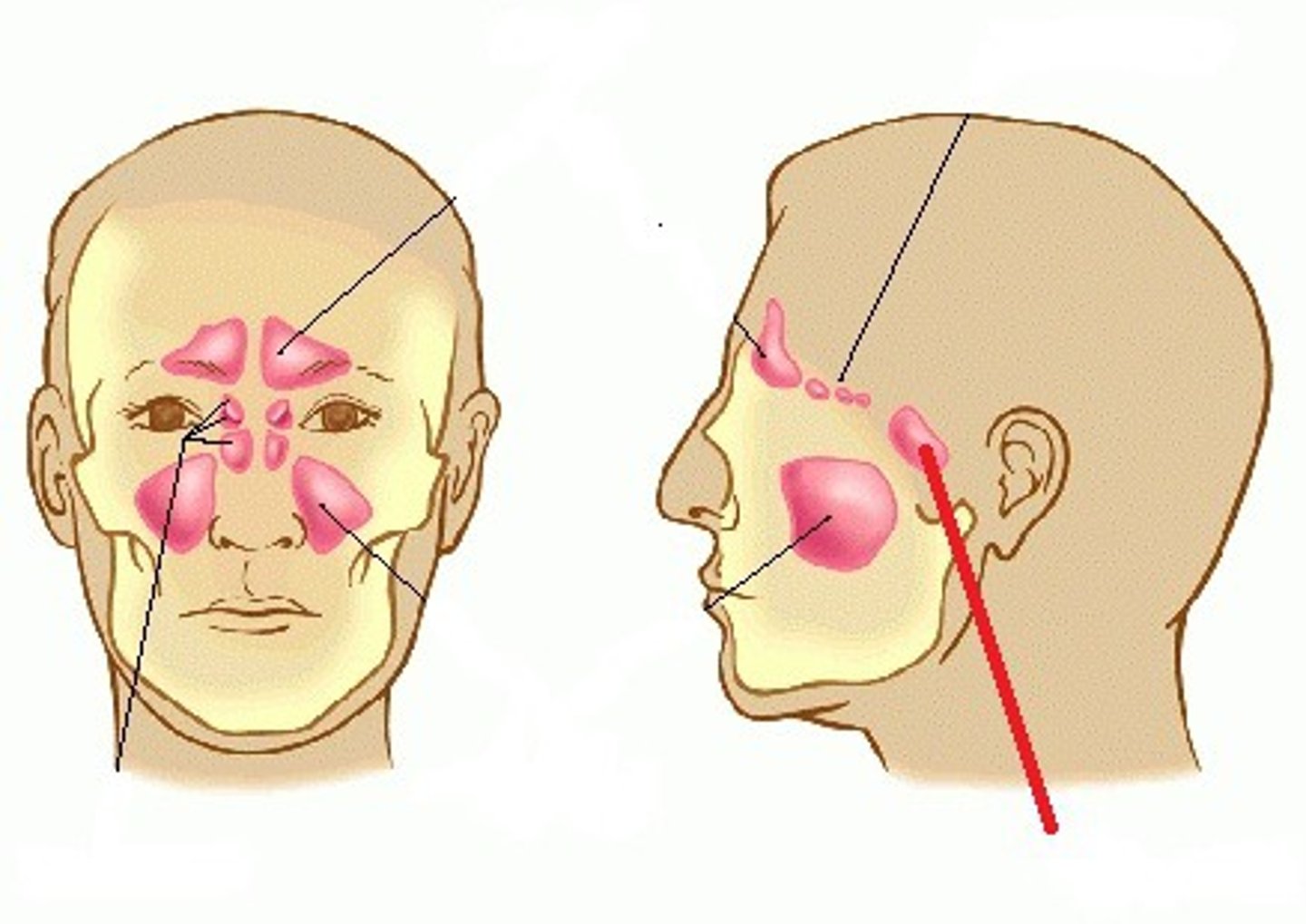<p>o located in body of sphenoid</p><p>o separated by a bony septum</p><p>o drains through posterior roof</p>