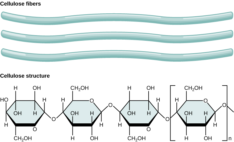 <ul><li><p>An <strong>insoluble</strong> polysaccharide made from long, straight chains of <strong>beta glucose</strong></p></li><li><p><strong>Joined by Beta glucose</strong> 1,4 chains</p></li><li><p>Each molecule is rotated 180 degrees</p></li></ul>