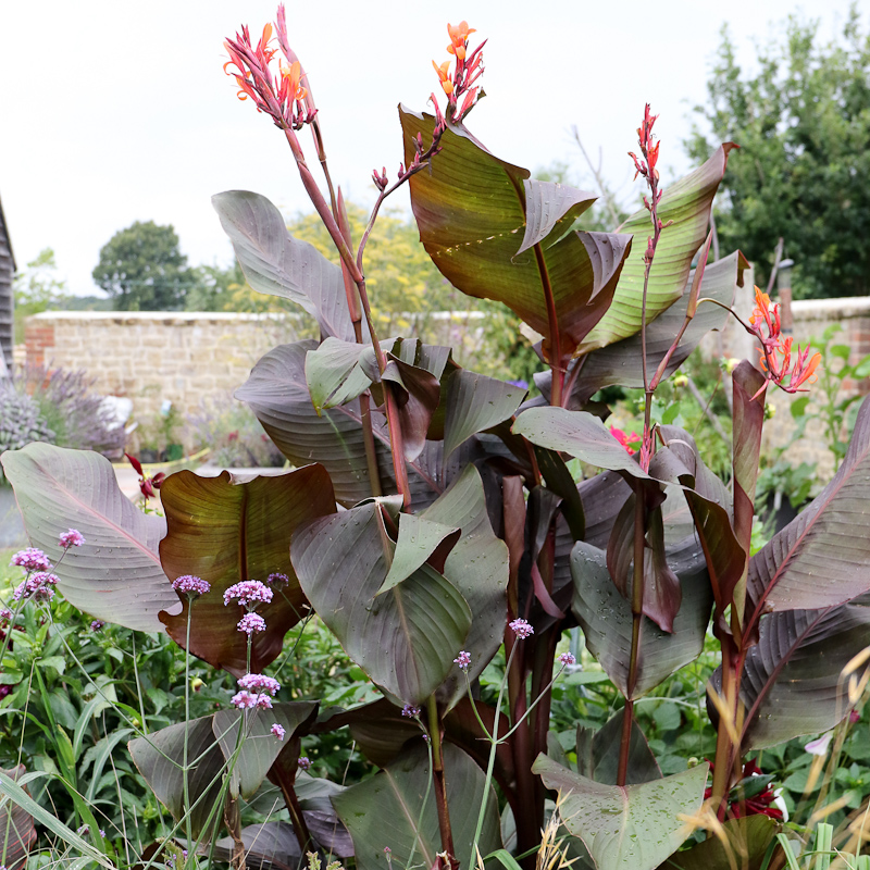 <p>Indian shot - <em>Canna indica </em><strong><u>‘Russian Red’</u></strong></p>
