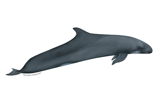 What’s the scientific name of the false killer whale?