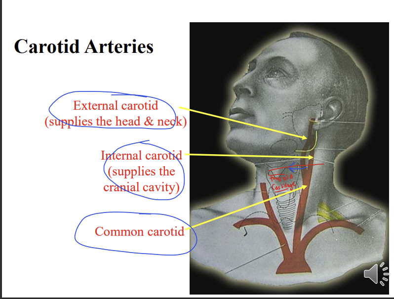 <p>the common carotid runs upwards in the neck to the upper border of the thyroid cartilage</p><p>then it divides into external and internal carotid arteries</p><p>the external carotid artery supplies the head and neck</p><p>the internal carotid artery supplies the cranial cavity - through the carotid foramen</p>